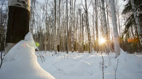 Alaska, Sunset through Birch Trees Stock Footage 36279912