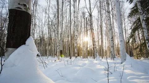 Alaska, Sunset through Birch Trees Video stock 61543541