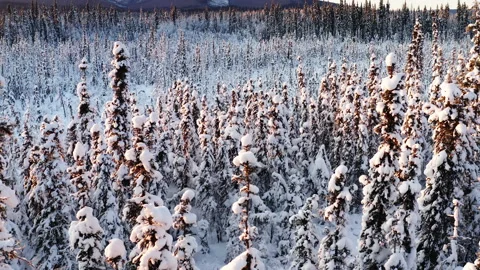 Alaska Winter Trees Pullback Stock Footage 196187482