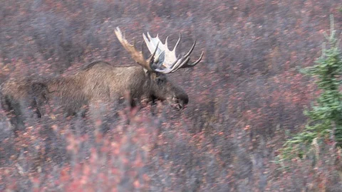 Alaska Yukon Bull Moose in Autumn Stock Footage