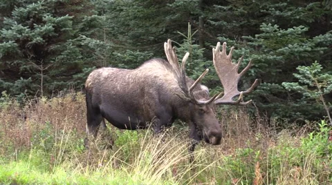 Alaska Yukon Bull Moose in Velvet Stock Footage