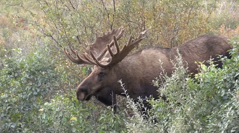 Alaska Yukon Bull Moose in Velvet Stock Footage