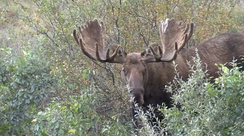 Alaska Yukon Bull Moose in Velvet Stock Footage