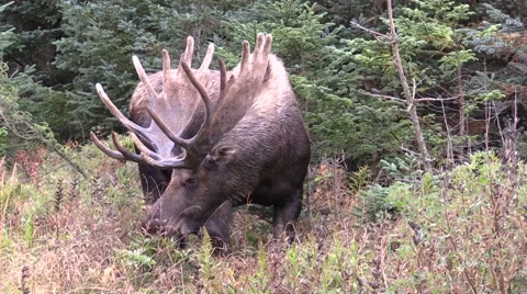 Alaska Yukon Bull Moose in Velvet Stock Footage