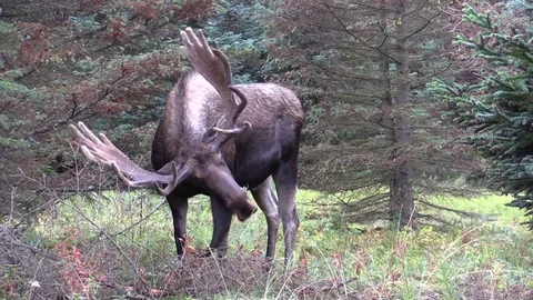 Alaska Yukon Bull Moose in Velvet Stock Footage