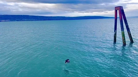 Alaskan Bald Eagle Catches Dinner in Homer, Alaska, Homer, Alaska, USA - 23 May  Stock Footage 242340726