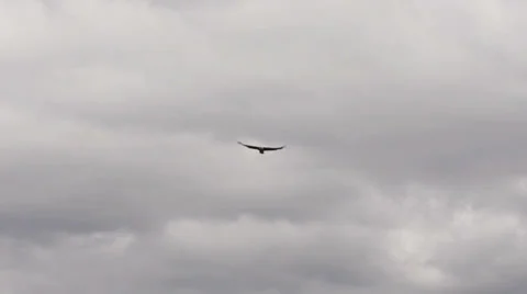 Alaskan Bald Eagle Flying By Fast Cloudy Blue Sky Stock Footage 23979495