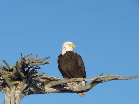 Alaskan Bald Eagle Stock Photos
