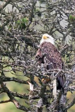 Alaskan Bald Eagle Stock Photos