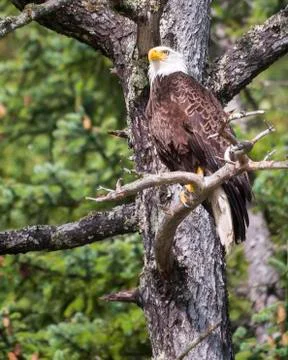 Alaskan Bald Eagle Stock Photos