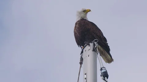 An Alaskan Bald Eagle Sits on Top of a Sailing Ship in the Harbor Stock Footage 83149581