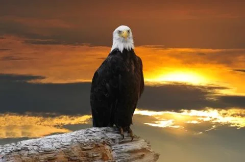 Alaskan Bald Eagle at sunset Foto stock