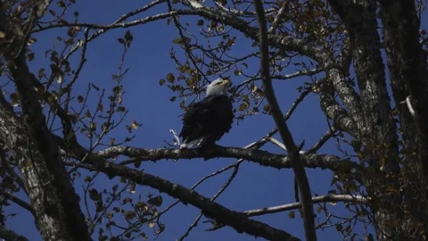 Alaskan Bald Eagle in Tree Stock Footage 76579968