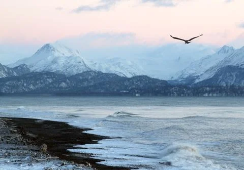 Alaskan beach at sunset with flying eagle Stock Photos
