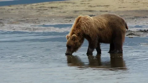Alaskan Bear Drinks Water 스톡 동영상 8508498