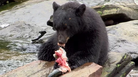 Alaskan bear eating a fish Stock Footage 132107500