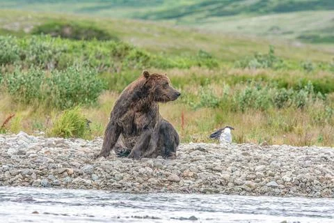 Alaskan bear sitting by the stream Stock Photos