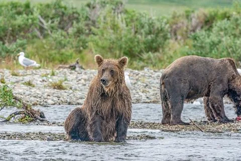 Alaskan bear sitting by the stream Foto stock