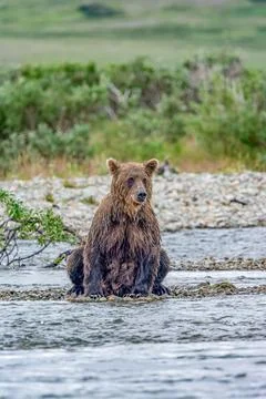 Alaskan bear sitting by the stream Stock Photos