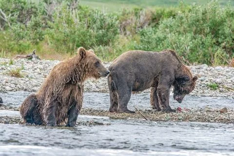 Alaskan bear sitting by the stream Stock Photos