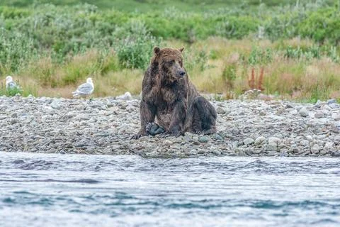 Alaskan bear sitting by the stream Stock Photos