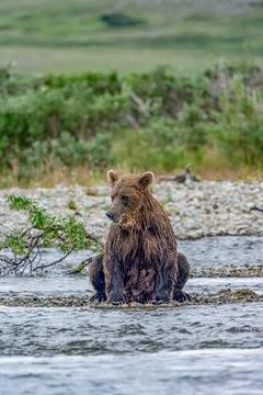 Alaskan bear sitting by the stream Stock Photos