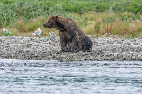 Alaskan bear sitting by the stream Stock Photos