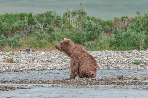 Alaskan bear sitting by the stream Stock Photos