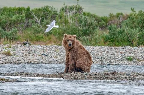 Alaskan bear sitting by the stream Stock Photos