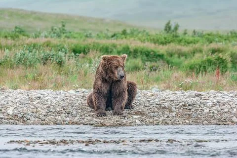 Alaskan bear sitting by the stream Stock Photos
