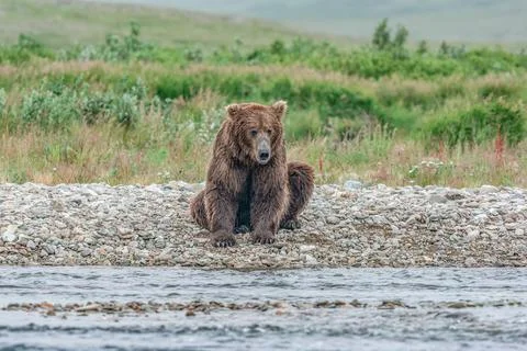 Alaskan bear sitting by the stream Stock Photos