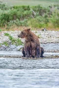 Alaskan bear sitting by the stream Stock Photos