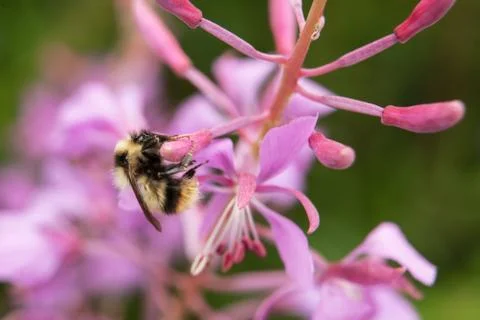 Alaskan bee on fireweed Stock Photos