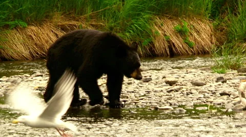 Alaskan Black bear catching salmon in the Russian river Stock Footage 40456703