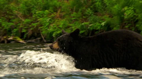 Alaskan black bear crossing Russian River Stock Footage 40452836