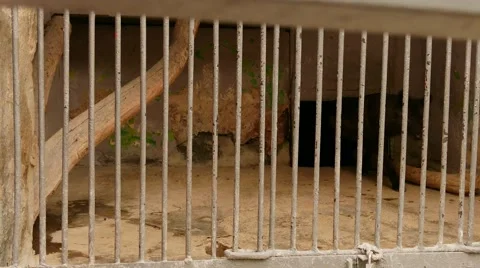 Alaskan Black Wolf Behind Bars Stock Footage 56343660