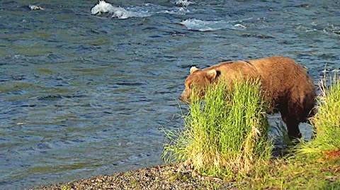 Alaskan Brown Bear Boar Walking in River Stock Footage 50549326