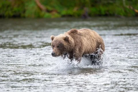 Alaskan brown bear chasing salmon in Brooks River Stock-Fotos