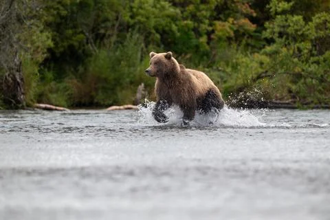 Alaskan brown bear chasing salmon in Brooks River at sunrise 스톡 사진