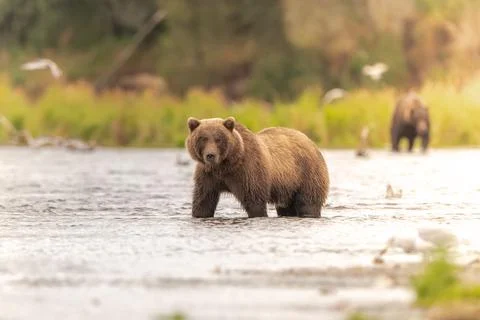 Alaskan brown bear chasing salmon in Brooks River at sunrise Stock-Fotos