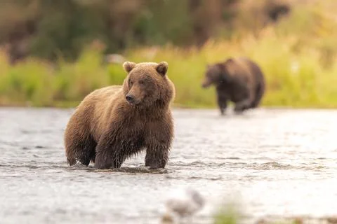 Alaskan brown bear chasing salmon in Brooks River at sunrise Stock Photos