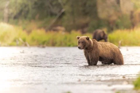 Alaskan brown bear chasing salmon in Brooks River at sunrise Stock-Fotos