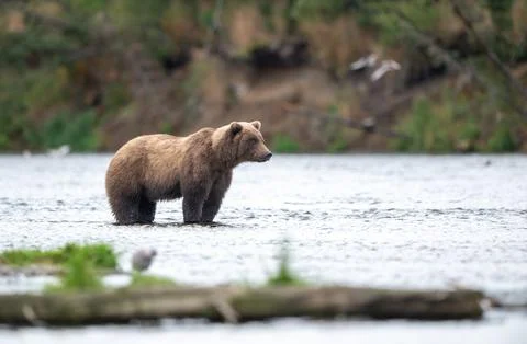 Alaskan brown bear chasing salmon in Brooks River at sunrise Stock Photos