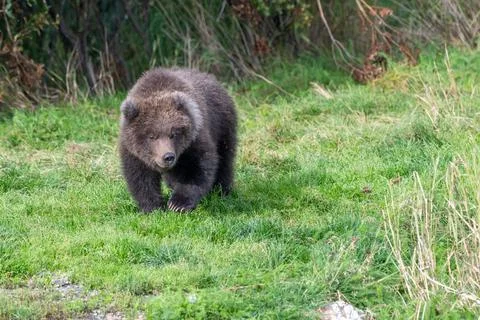 Alaskan brown bear cub standing in the grass 스톡 사진
