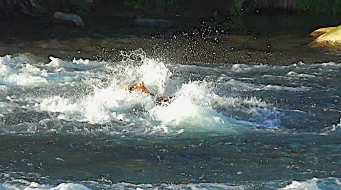 Alaskan Brown Bear Dives &amp; Walks Upriver in Sweet Afternoon Light Stock Footage 50368471