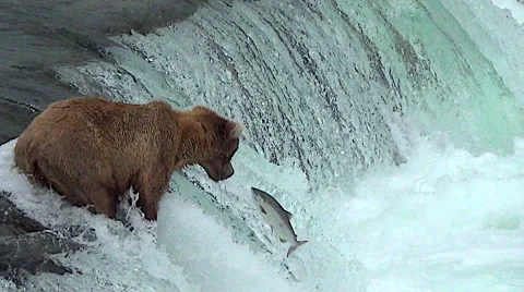 Alaskan Brown Bear on Falls Has 3 Salmon Jump Close to Her Stock Footage 50556451