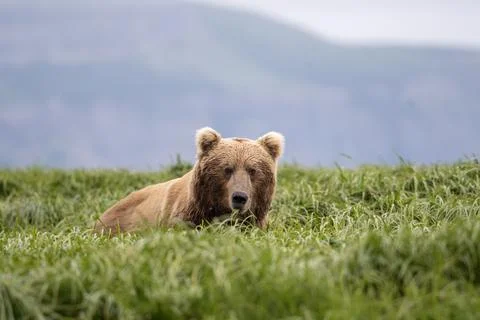 Alaskan brown bear feeding Stock-Fotos