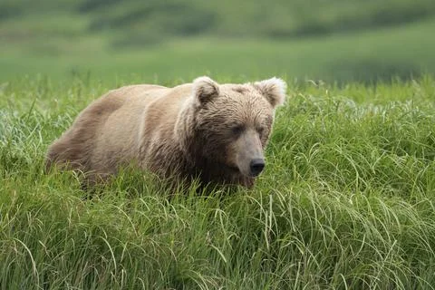 Alaskan brown bear feeding Stock-Fotos