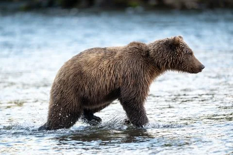 Alaskan brown bear feeding on salmon in Brooks River at sunrise Stock-Fotos