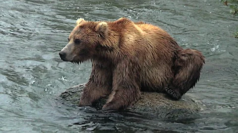 Alaskan Brown Bear hunched on rock in river with his paws in the water V2 Stock Footage 50448376